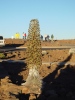 Bloomed Silversword Plant