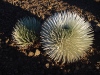 Silversword Plant 