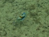 Triggerfish